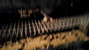 Зимовка перепелов без обогрева/ несутся ли перепела при низкой температуре