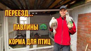 И Лето прошло в деревне / Павлины Переезд цыплят в новый дом/Корма для птиц / В гости к Бабушке