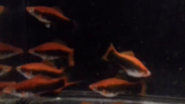 Кубинские Меченосцы