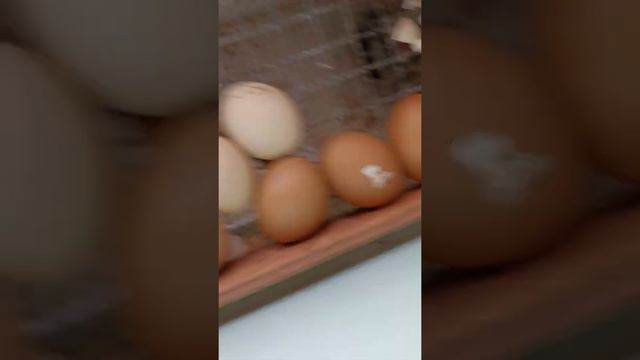 вылупляются Цыплята 🐥🐥🐥 🐣🐤😄