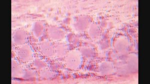СПИНОМОЗГОВОЙ УЗЕЛ. Spinal ganglion. ГИСТОЛОГИЧЕСКОЕ СТРОЕНИЕ