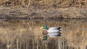 Кряква селезень