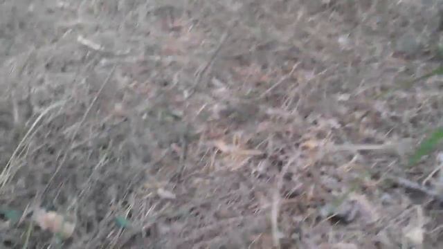 Польский гриб (Boletus badius). Собираем моховик каштановый и маслята в сосновом лесу (16.10.2017) смотреть онлайн