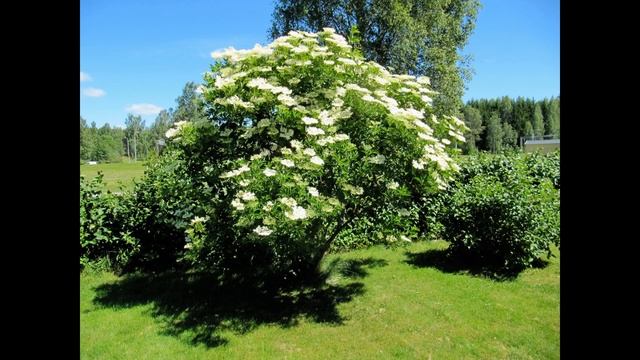 Бузина - дерево ведьм, фей и дриад. смотреть онлайн