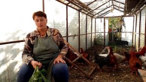 Кто лучше БЕЛЫЙ или Цветной бройлер. Кто выгоднее в содержании.