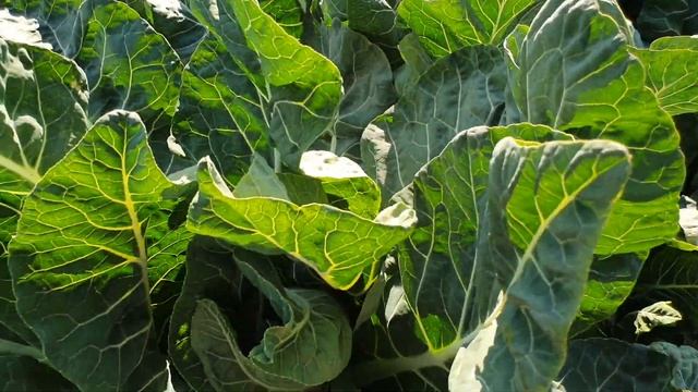 Овощи Растут. Цветная капуста Толедо F1 смотреть онлайн