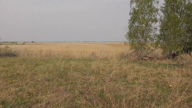 ФАЦЕЛИЯ ДЛЯ ПЧЁЛ. Уже посажена. СЕЗОН РОЕЛОВСТВА открыт. НОВОЕ МЕСТО ДЛЯ ПАСЕКИ смотреть онлайн