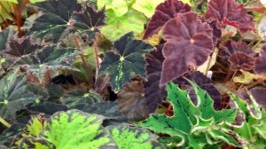 Апрель 2021. Мой фиалочный сад. Часть 1 БЕГОНИИ