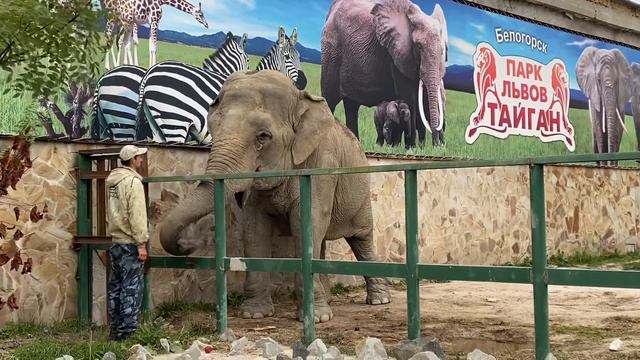 Дженни и Магда в Тайгане. Казанские слоны после драки теперь в Тайгане