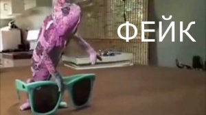 ТОП-10 РЕПТИЛИЙ ДЛЯ ДОМА! Какие рептилии лучше всего подойдут для домашнего содержания!