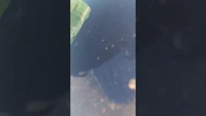 Как убрать еловую смолу с машины.