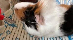 Как познакомить морских свинок? Морская свинка грызет коврик ПВХ, что делать? Вопрос-Ответ