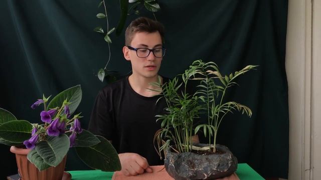 Хамедорея / Пальма в террариум смотреть онлайн