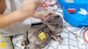 Грустная новость!БАСИК заболел!!!!Ждем врача!