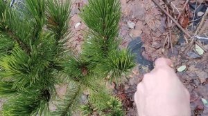 Сосна білокора Вайт клауд. Pinus heldreichii white cloud