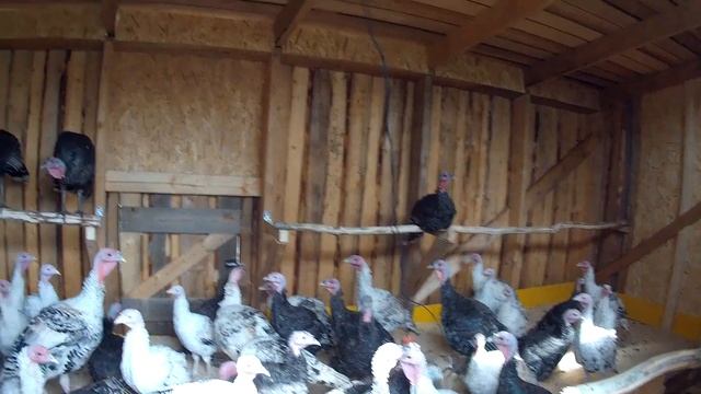 Индюшатник своими руками! Индюки разведение в ЛПХ смотреть онлайн