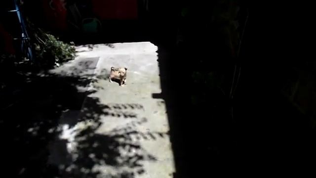 Маленький хитрый тойчик ворует чеснок! lLittle crafty dog steals food!(2017) смотреть онлайн