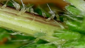 Pierce finger nettles under the microscope (Проколол палец крапивой под микроскопом)