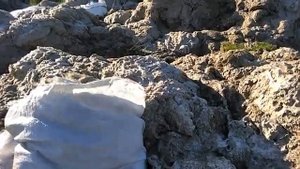 Пробуем льняные отходы в хозяйстве