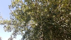 АСМР видео Пушкин А.С. Признание. ASMR стихи о любви на русском.