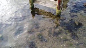 Водоросли для морского аквариума набираю на Балтике (Ostsee) очень низкая соленость