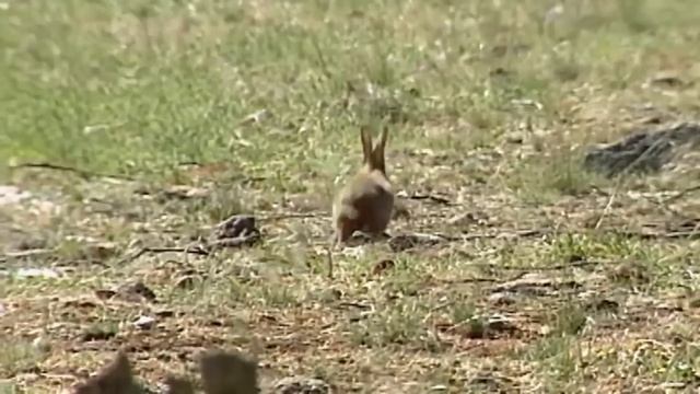 Почему в Австралии не едят диких кроликов? Ведь их там миллионы! смотреть онлайн