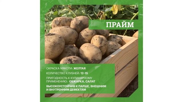 DokaGene о семенном картофеле сортов ПРАЙМ и ФЛАМИНГО смотреть онлайн