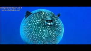 самые опасные рыбы