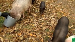 Забой [вислобрюхих] свиней для начинающих. Настоящее опаливание соломой