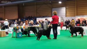 BERNESE MOUNTAIN DOG. Part 3 of 4. ZooExpo 2016 FCI CACIB Dog Show