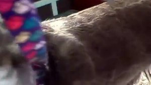 Сравнение машинок для стрижки собак #Остер А5 и А6 #ПрофиГрумер! ✂✍