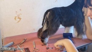 Show grooming of miniature schnauzer/ шоу стрижка цвергшнауцера / шоу груминг миниатюрного шнауцера