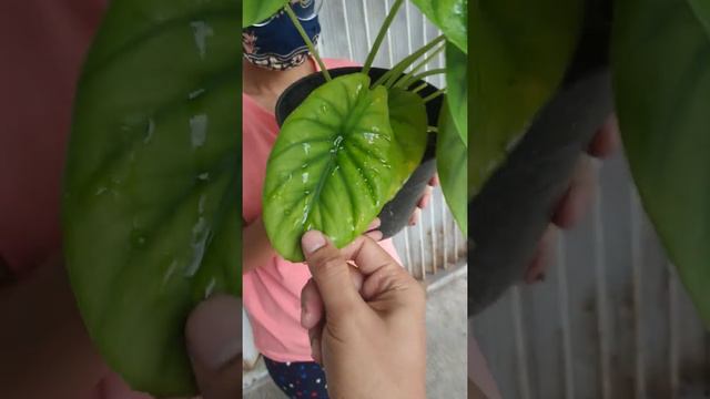 Alocasia clypeolata aka green shield | Fazza Nursery - Popular Plants