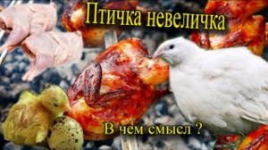 Перепел техасский белый бройлер Что за птичка невеличка Немного о мясной породе