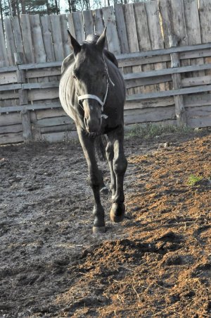 Впайбер гуляет — копия