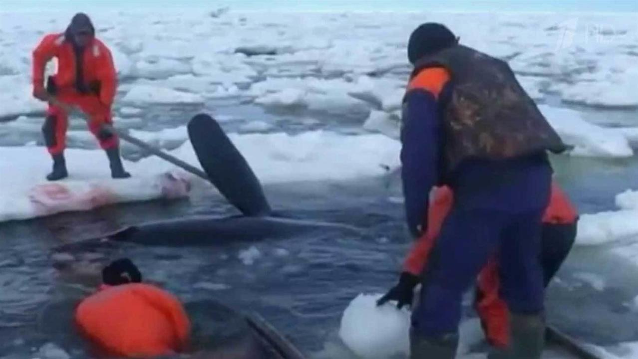 южно сахалинск касатки. жизнь на сахалине. спасение касаток на сахалине. касатки на сахалине. касатки попали в ледяной плен.