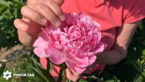 The Fawn peony. Фавн пион. Пулков сад