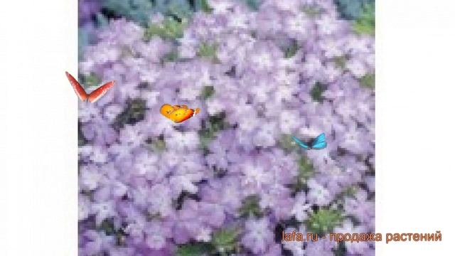 Вербена обыкновенная Лавендер Пикоти ? обзор: как сажать, семена вербены Лавендер Пикоти смотреть онлайн