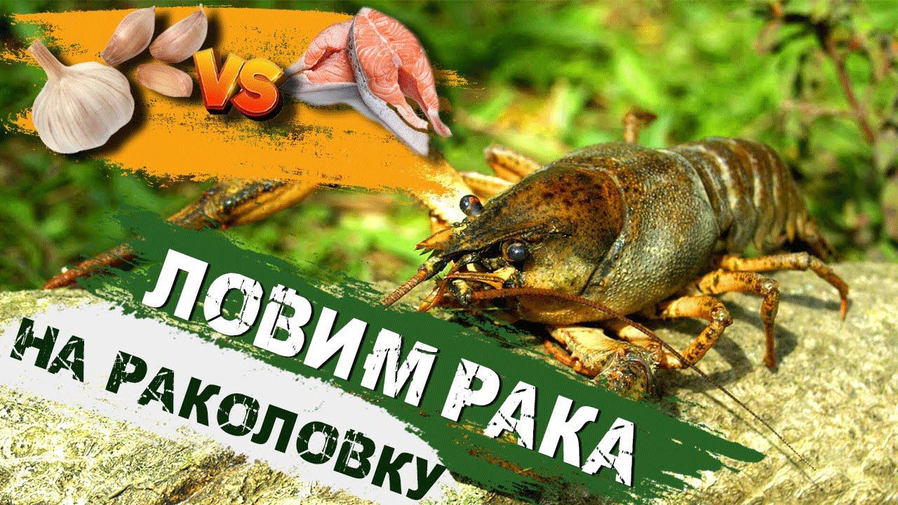 Versus:Чеснок VS Мясо рыбы.Столько раков я еще не ловил!