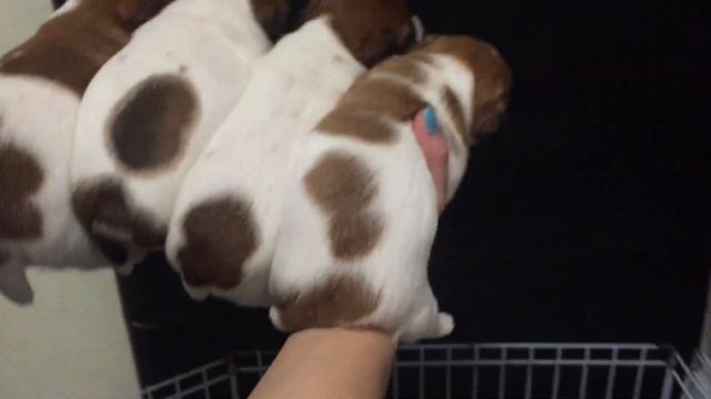 Девочки Джек Рассел Терьера, предлагаются к продаже смотреть онлайн