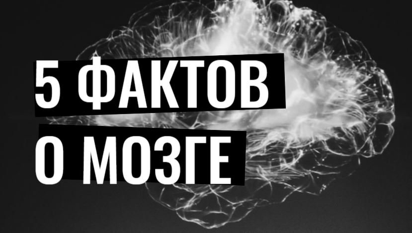 5  ИНТЕРЕСНЫХ ФАКТОВ О МОЗГЕ, которые объясняют странности в поведении людей