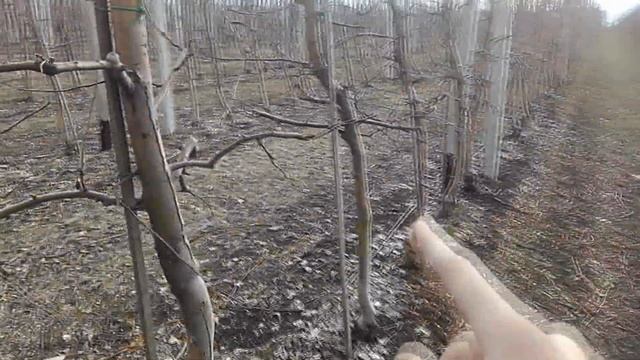 ЯБЛОЧНЫЙ САД ИНТЕНСИВНОГО ТИПА. ТОНКОСТИ ОБРЕЗКИ.