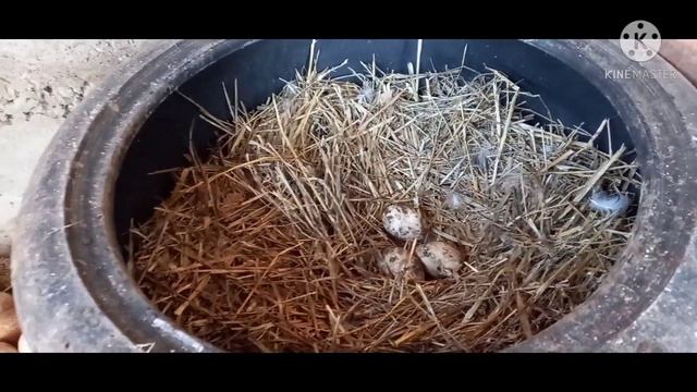 Первое яйцо// наши действия//ответы на вопросы