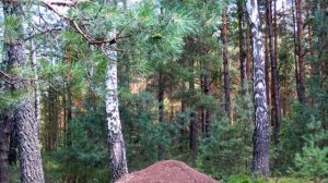 ПРИРОДА РОДНОГО КРАЯ и КРАСИВАЯ МУЗЫКА