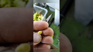 Маклюра, плоды. Ищем семена