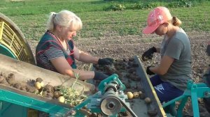 Картофелеуборочный комбайн! Испытание на тяжелой почве! / Potato harvester