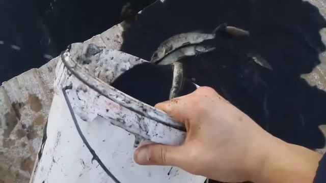 Тросна Запрудили щукой смотреть онлайн