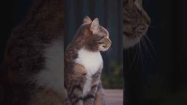 Доброе утро #shorts #relaxing #cat #morningmood #music #techhouse #deephouse