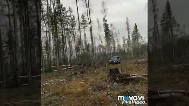 Сбор шишки паданки 2019 год. смотреть онлайн