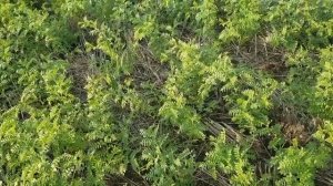 Выращивание нута. No-till 04.06.2019. Состояние посевов на сегодня